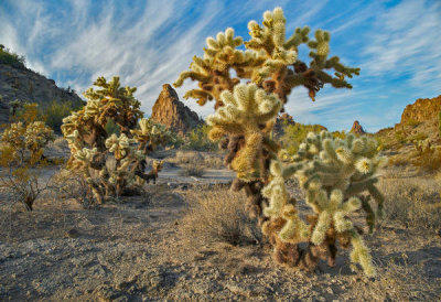 Tim Fitzharris - Teddy Bear Cholla cacti, Crater Range, Arizona