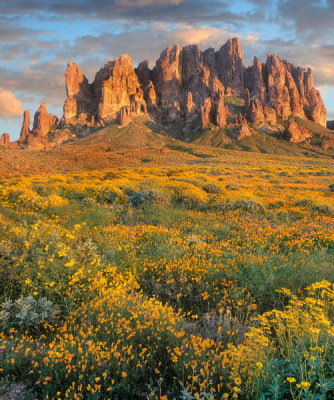 Tim Fitzharris - Wildflowers and the Superstition Mountains, Lost Dutchman State Park, Arizona
