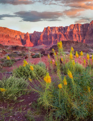 Tim Fitzharris - Miner's Candle flowers, Cathedral Wash, Vermilion Cliffs National Monument, Arizona