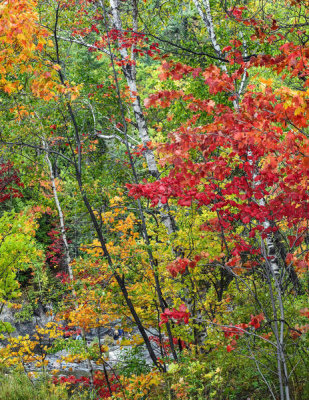 Tim Fitzharris - Trees in autumn, Chippewa River, Ontario, Canada