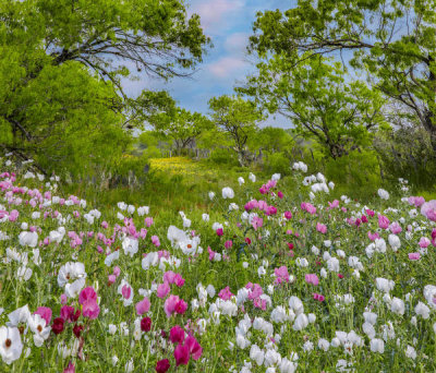 Tim Fitzharris - Prickly Poppy flowers near Christine, Texas