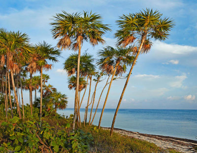 Tim Fitzharris - Palm trees along Palmetto Bay, Roatan Island, Honduras
