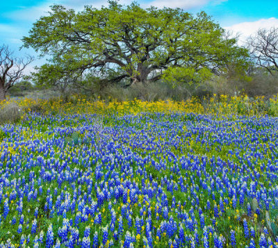 Tim Fitzharris - Sand Bluebonnet field at edge of forest, Texas