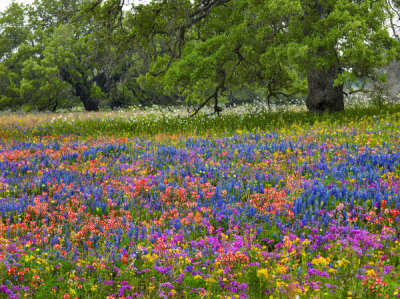 Tim Fitzharris - Paintbrush, Lupine, and White Prickly Poppy flowers, Texas
