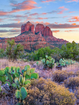 Tim Fitzharris - Opuntia cacti, Cathedral Rock, Sedona, Arizona
