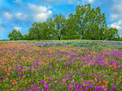 Tim Fitzharris - Paintbrush, Pointed Phlox, and Lupine flowers, Poteet, Texas