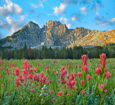 Tim Fitzharris - Paintbrush flowers, Albion Basin, Wasatch Mountains, Utah
