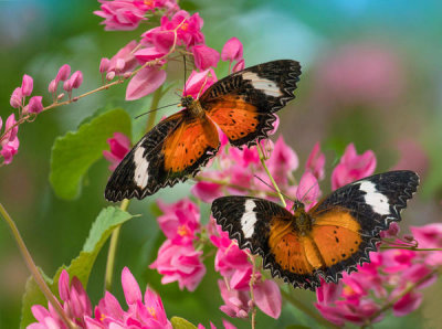 Tim Fitzharris - Malay Lacewing butterflies, Indonesia