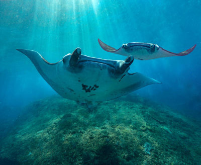 Tim Fitzharris - Reef Manta Ray pair, Nusa Penida, Bali, Indonesia