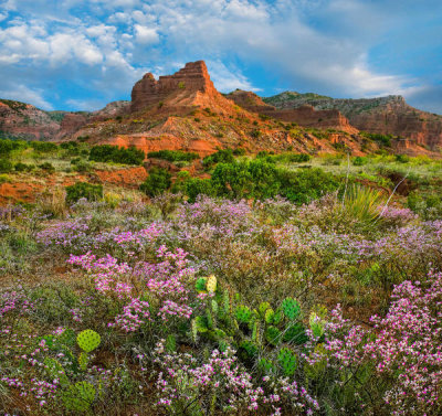 Tim Fitzharris - Wildflowers and cacti, Caprock Canyons State Park, Texas