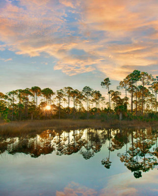Tim Fitzharris - Pine trees at sunrise, St. Joseph Bay State Buffer Preserve, Florida