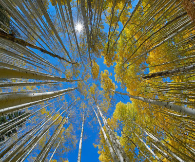 Tim Fitzharris - Sunburst and autumn Cottonwood trees, Kebbler Pass, Colorado