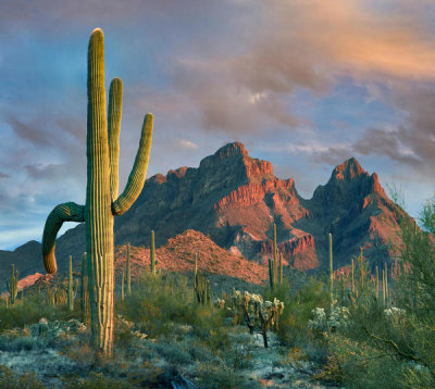 Tim Fitzharris - Saguaro cacti, Ajo Mountains, Organ Pipe Cactus National Monument, Arizona