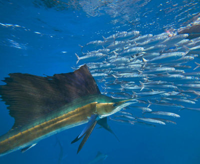 Tim Fitzharris - Atlantic Sailfish hunting Round Sardinella school, Isla Mujeres, Mexico