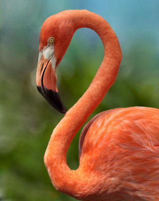 Tim Fitzharris - Greater Flamingo, North America