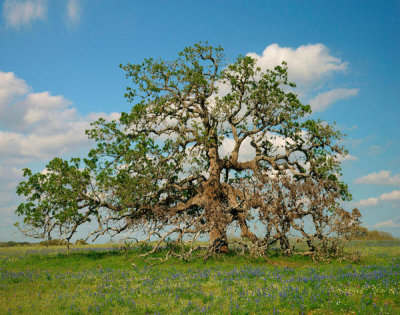 Tim Fitzharris - Southern Live Oak tree, Texas