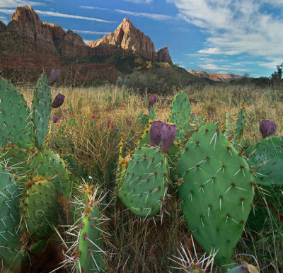Tim Fitzharris - Opuntia cactus and mountain, Zion National Park, Utah