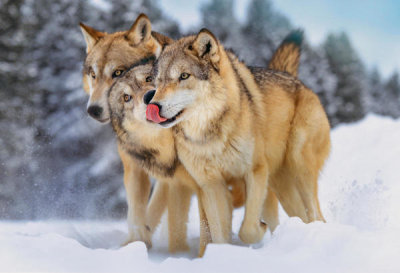 Tim Fitzharris - Gray Wolf trio in the snow, North America