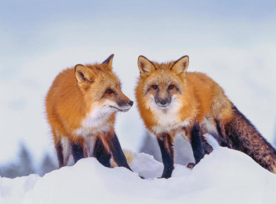 Tim Fitzharris - Red Foxes in the snow