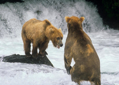 Tim Fitzharris - Grizzly Bear pair fishing for salmon, North America