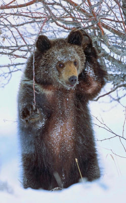 Tim Fitzharris - Grizzly Bear cub in winter, North America
