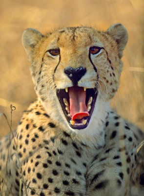 Tim Fitzharris - Cheetah yawning, Africa