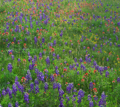 Tim Fitzharris - Texas Bluebonnet and Paintbrush flowers, Texas