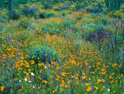 Tim Fitzharris - California Poppies, Organ Pipe Cactus National Monument, Arizona
