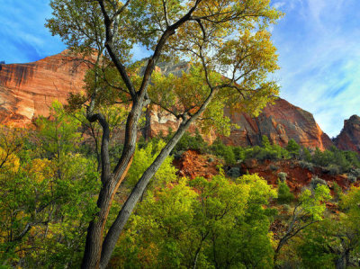 Tim Fitzharris - Cottonwood trees and mountains, Zion National Park, Utah