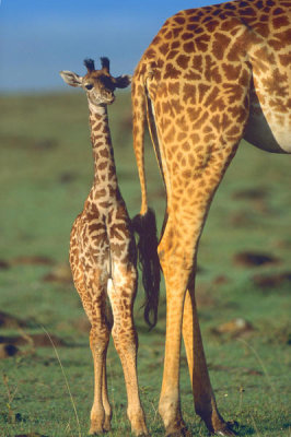 Tim Fitzharris - Giraffe calf and mother, Africa