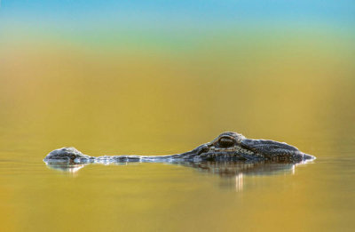 Tim Fitzharris - American Alligator