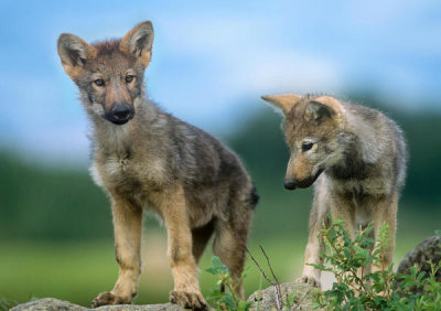 Tim Fitzharris - Gray Wolf Pups