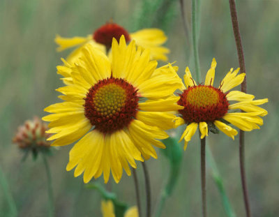 Tim Fitzharris - Blanketflowers