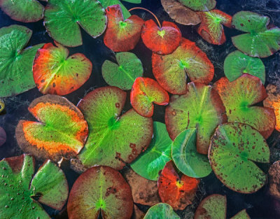 Tim Fitzharris - Yellow Pond Lily Pads