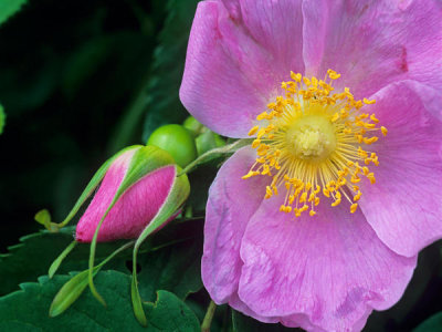 Tim Fitzharris - Rose Flower
