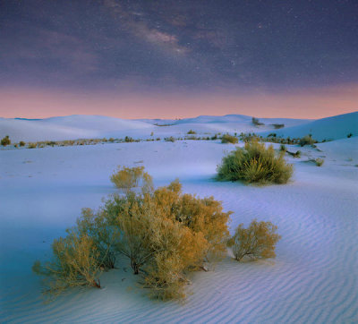 Tim Fitzharris - Shrubs in sand dunes, White Sands National Monument, New Mexico