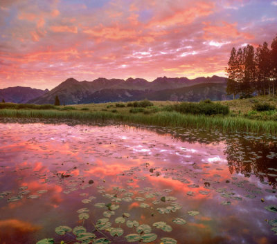 Tim Fitzharris - Lily pads in pond at sunset, West Needle Mountains, Colorado