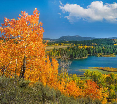 Tim Fitzharris - Quaking Aspens in autumn, Oxbow Bend, Snake River, Grand Teton National Park, Wyoming