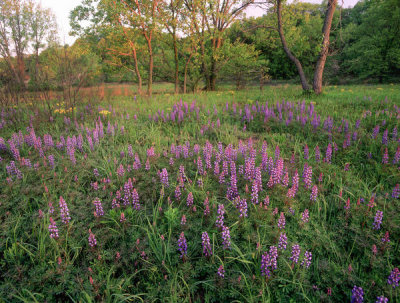 Tim Fitzharris - Lupine flowers, Indiana Dunes National Lakeshore, Indiana