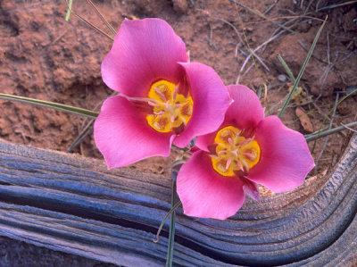 Tim Fitzharris - Sego Lilies