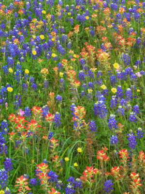 Tim Fitzharris - Sand Bluebonnet and Paintbrush flowers, Texas