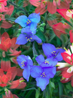 Tim Fitzharris - Spiderwort and Paintbrush flowers, Texas