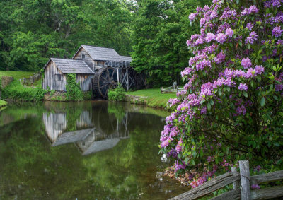 Tim Fitzharris - Rhododendron flowering at Mabry Mill,  Blue Ridge Parkway, Virginia