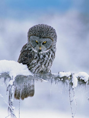 Tim Fitzharris - Great Gray Owl in Winter