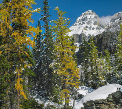 Tim Fitzharris - Larch trees and Mount Huber, Yoho National Park, British Columbia, Canada