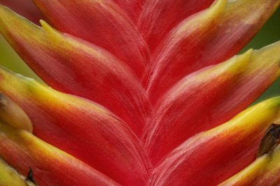Tim Fitzharris - Heliconia flower, South America
