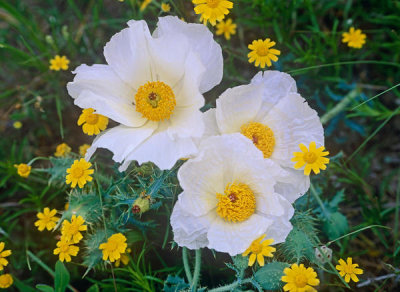 Tim Fitzharris - Prickly Poppy and Fiveneedle Pricklyleaf Flowers