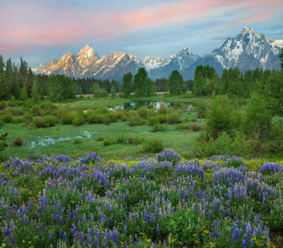 Tim Fitzharris - Lupine flowering in meadow, Grand Teton National Park, Wyoming
