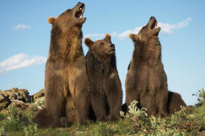 Tim Fitzharris - Grizzly Bear Mother with Yearling Cubs Displaying