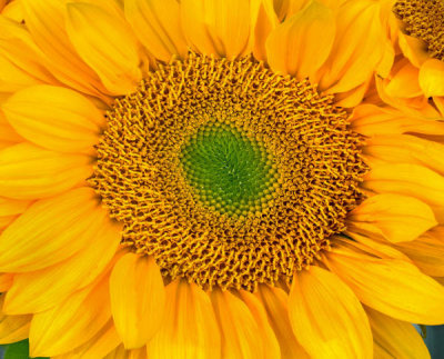 Tim Fitzharris - Common Sunflower, North America